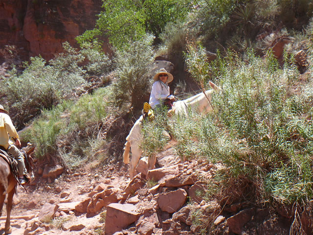 images/A-Mule Ride- returning to the Rim (8).jpg